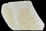 Brittle Star (Ophiopetra) Multiple Plate - Solnhofen Limestone #104292-1